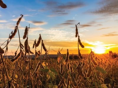 Soybean,Pods,On,The,Plantation,At,Sunset.,Agricultural,Photography.
