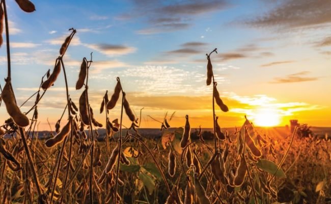 Soybean,Pods,On,The,Plantation,At,Sunset.,Agricultural,Photography.
