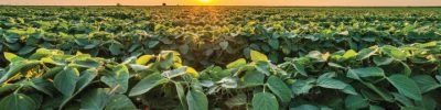 Golden,Sunset,Rays,Bathe,A,Vibrant,Soybean,Crop,,Showcasing,The