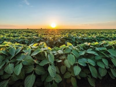 Golden,Sunset,Rays,Bathe,A,Vibrant,Soybean,Crop,,Showcasing,The