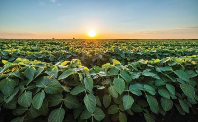 Golden,Sunset,Rays,Bathe,A,Vibrant,Soybean,Crop,,Showcasing,The