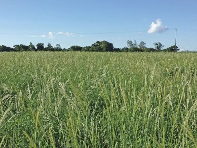 Capim-amargoso - Crédito: Mauro Rizzardi