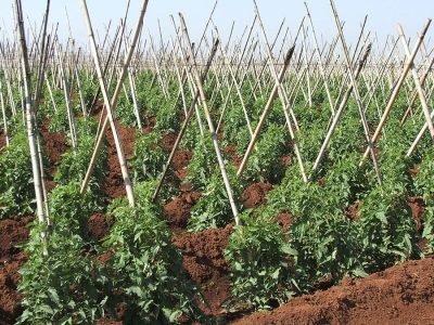 Caramuru - Crédito: Ana Maria Diniz