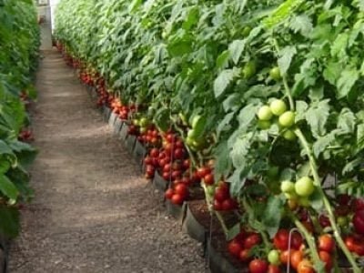 Crédito da foto: Ricardo Zepter