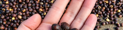 Cascara - Crédito Nomad Trading Co (Pequeno)
