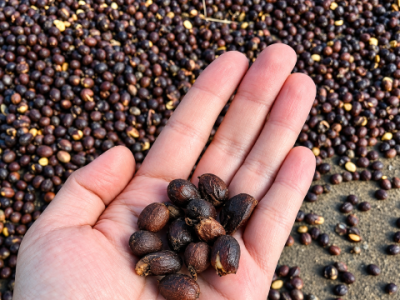Cascara - Crédito Nomad Trading Co (Pequeno)