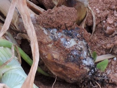 Cebola - Crédito: Shutterstock