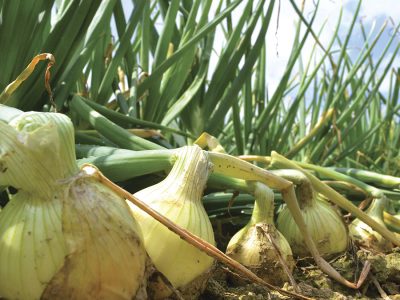 Cebola - Crédito: Shutterstock