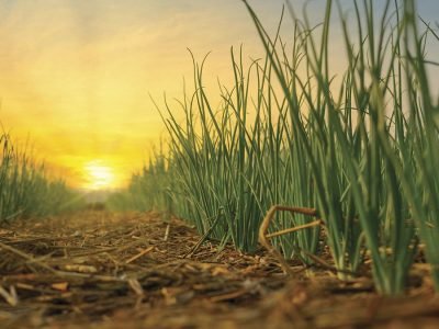 Cebola - Crédito: Shutterstock