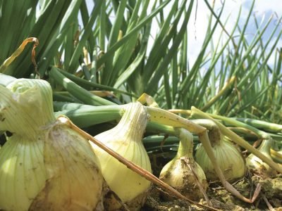 Cebola - Crédito: Shutterstock