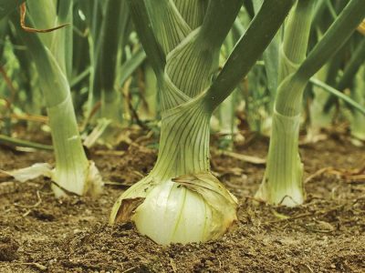 Cebola -  Crédito: Shutterstock