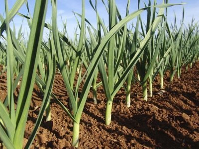 Alho - Crédito Marco Lucini