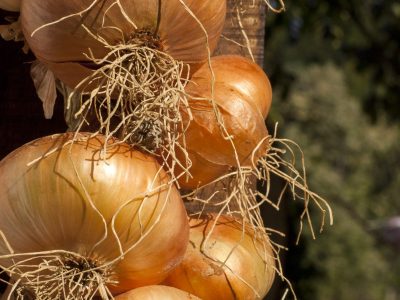 Cebola - Crédito Shutterstock