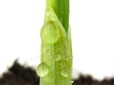 Cebola-67-Crédito-shutterstock_117765508-11-2019