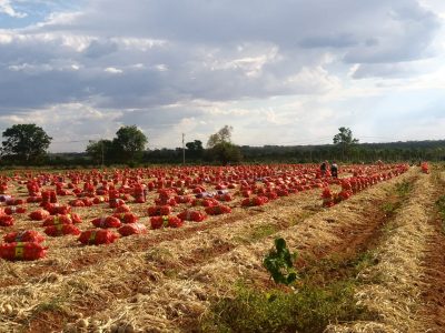 Cebola-Crédito-Cácio-Cleder-Barbosa