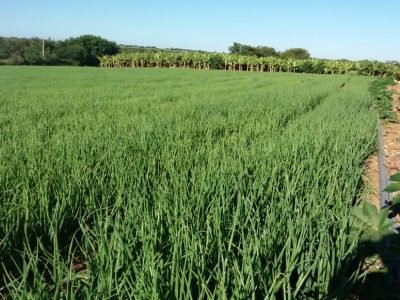 Cebola-Crédito-Cácio-Cleder-Barbosa-6