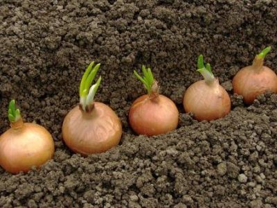 Cebola - Crédito Shutterstock (06-2021)