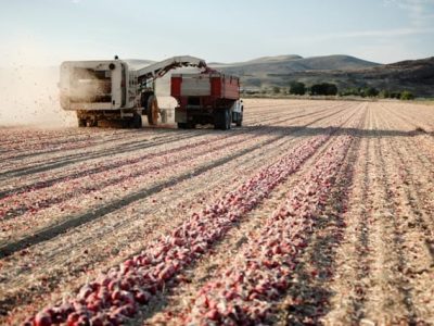 Colheita de cebola - Crédito Shutterstock