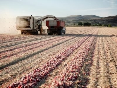 Colheita de cebola - Crédito Shutterstock