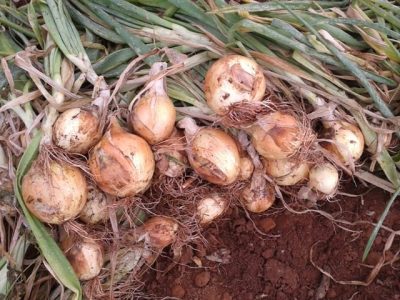 Cebola com melhor qualidade na pós-colheita - Crédito Lucas Dias Breda