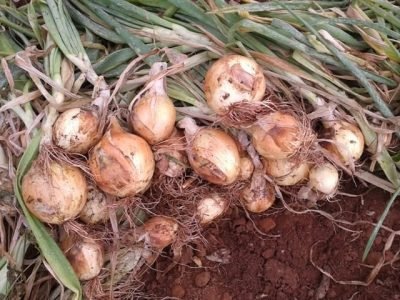 Cebola com melhor qualidade na pós-colheita - Crédito Lucas Dias Breda