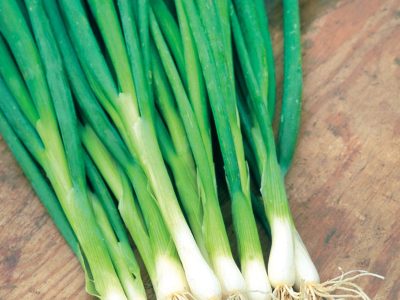 Allium cepa var. cepa