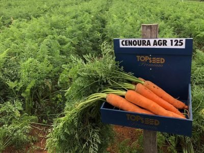 Cenoura - Foto: Agristar