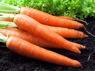 Cenoura - Crédito: Shutterstock