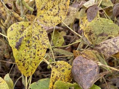 Folhas de soja tomadas pela Cercospora (Créditos: BASF)