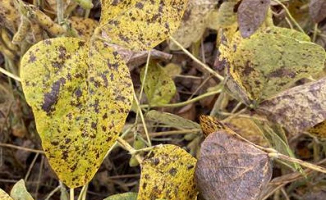 Folhas de soja tomadas pela Cercospora (Créditos: BASF)