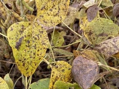 Folhas de soja tomadas pela Cercospora (Créditos: BASF)