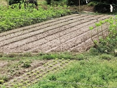 Fotos: Divulgação Emater-MG