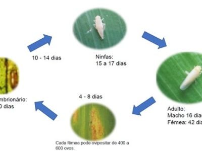 Ciclo-de-vida-do-inseto
