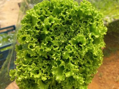 Alface Cida, Topseed Premium
Agristar do Brasil