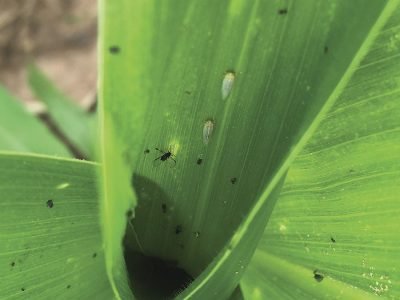 Cigarrinha - Fotos: André Aguirre