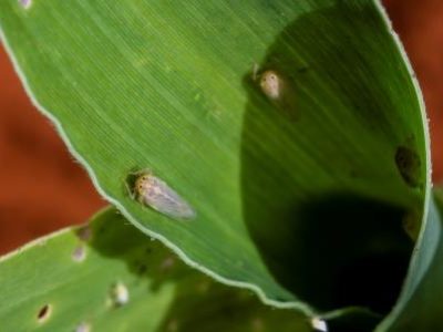 Cigarrinha - Crédito Embrapa (06-2021)