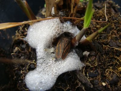 Cigarrinha-da-cana-Crédito-Eliane-Grisoto-2