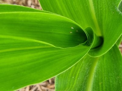 Cigarrinha-do-milho_divulgação SNB