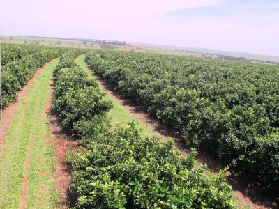 Citros-05-Crédito-All-Plant