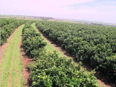 Citros-05-Crédito-All-Plant