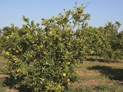 Citros - Créditos: IMA