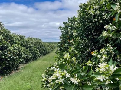 Citros - Foto: Divulgação