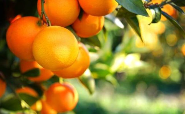 Citrus,Tree,Background