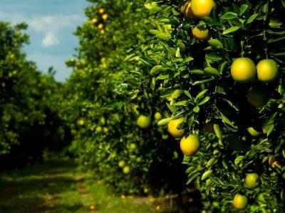 Citrus - Foto: divulgação