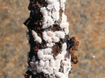 Cochonilha-da-raiz-do-cafeeiro-Crédito-Paulo-Rebelles