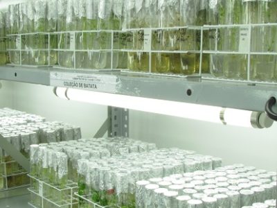 Colecao-de-batata-in-vitro.-Embrapa