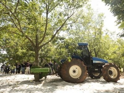 Colheita Noz Pecã - Crédito IBPecan Divulgação (Pequeno)