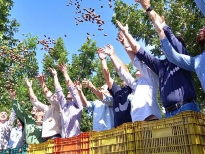Colheita da Noz-Pecã - Crédito Ieda Risco AgroEffective Divulgação (Pequeno)