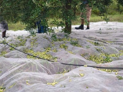 Colheita da Oliva - Crédito Kauê Silva Divulgação