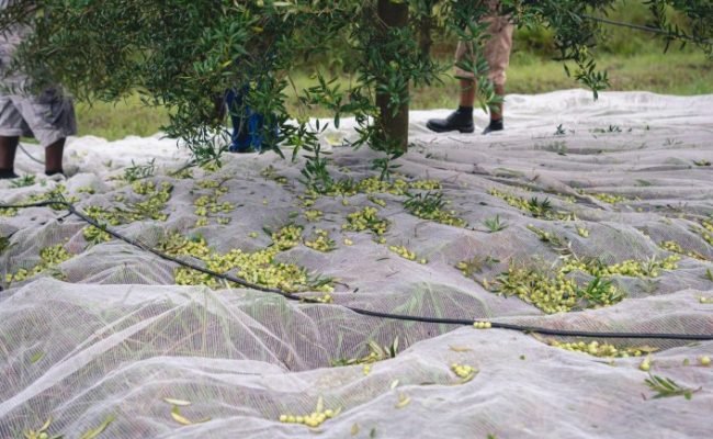 Colheita da Oliva - Crédito Kauê Silva Divulgação